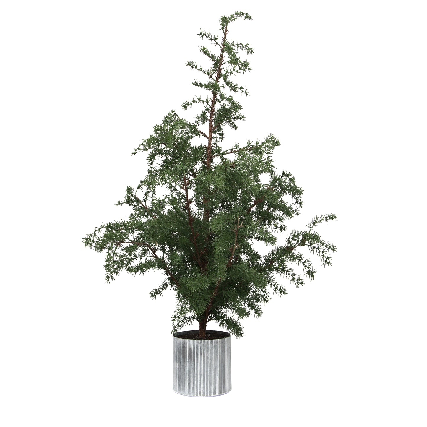 Potted Fraser Fir Tree | Christmas Decorations NZ