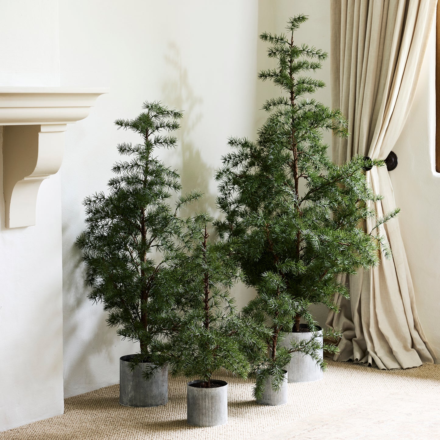 Potted Fraser Fir Tree | Christmas Decorations NZ