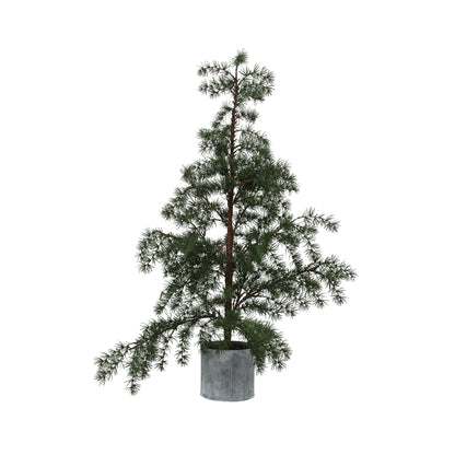 Potted Fraser Fir Tree | Christmas Decorations NZ