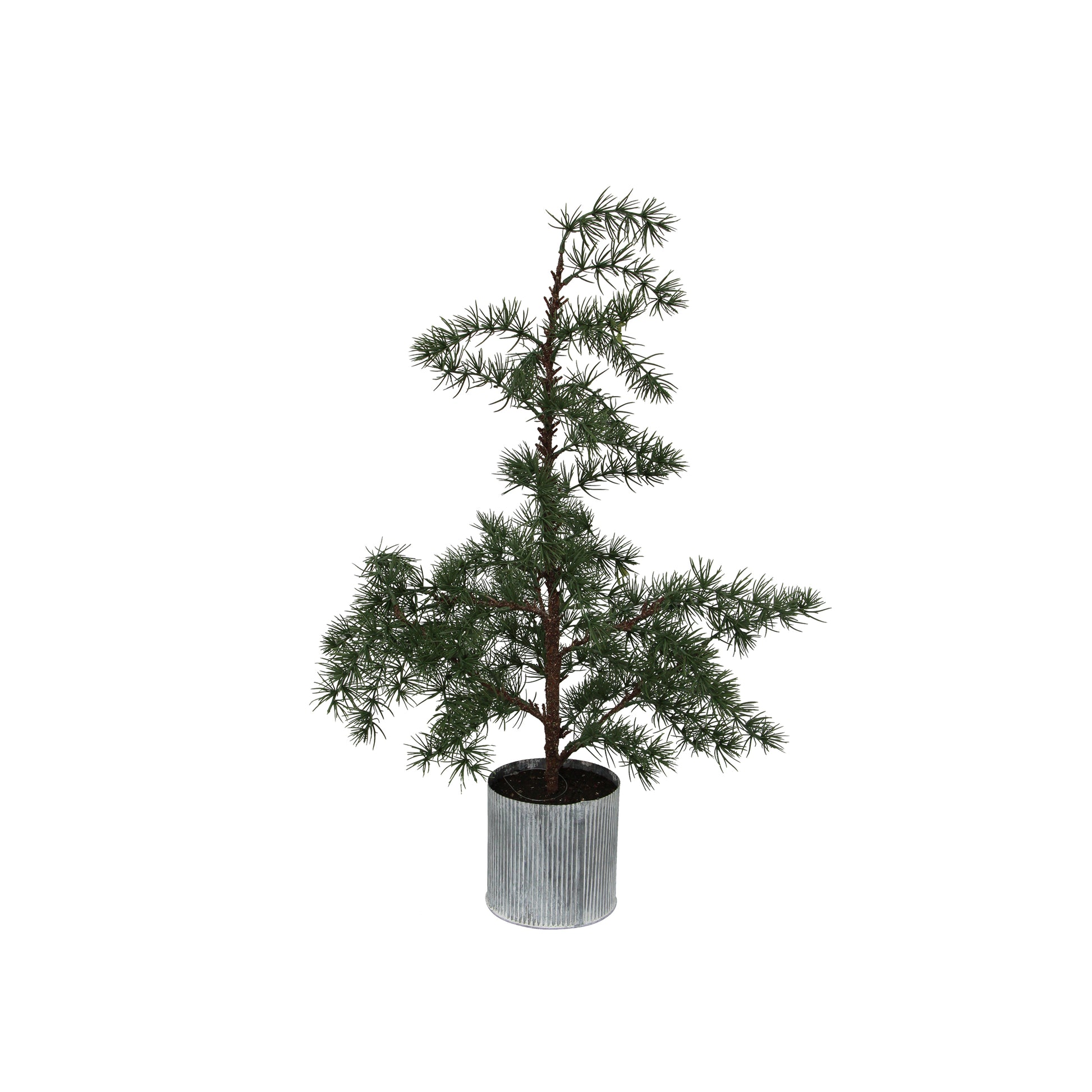 Potted Fraser Fir Tree | Christmas Decorations NZ