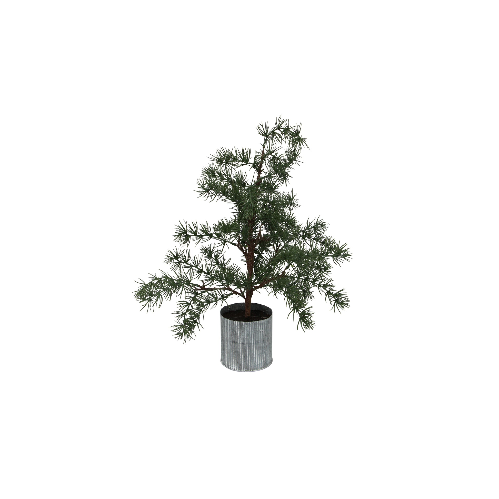 Potted Fraser Fir Tree | Christmas Decorations NZ