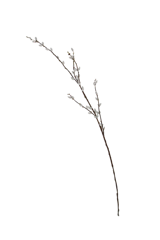 Pussy Willow Branch - 1.16m