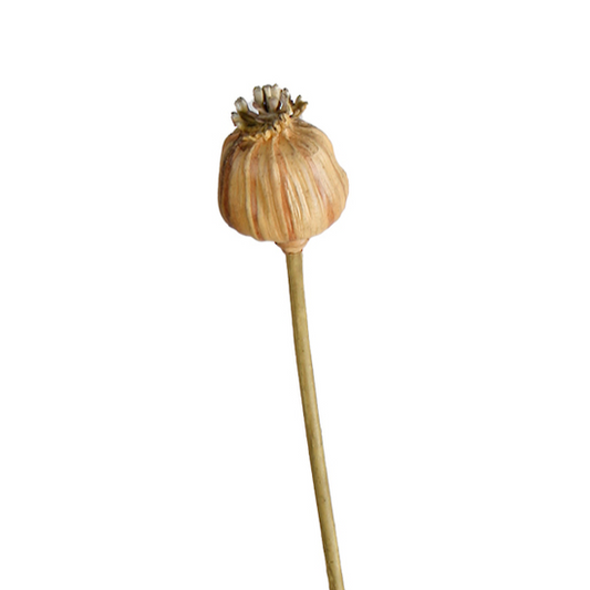 Dried-look Poppy Seed Stem