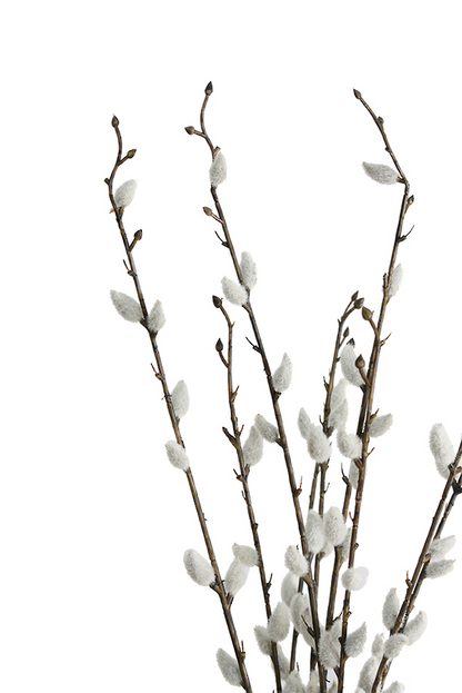 Pussy Willow Bundle - 55cm | Artificial Plants | Avisons